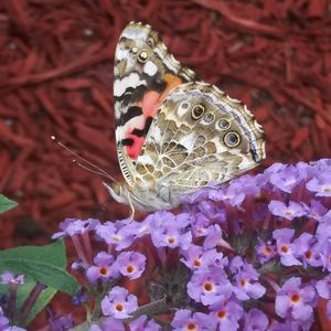 Meet your Posher, Leep